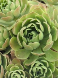 Aeonium Glandulosum Photographic Print by Mark Bolton