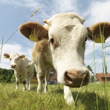 Cows in field Photographic Print by Jens Lucking