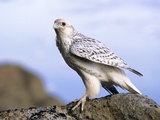 Juvenile Gyrfalcon (Falco Rusticolus), Ellesmere Island, Nunavaut, Arctic Canada Photographic Print by Wayne Lynch