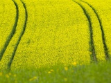 Germany Baden Wurttemberg Rape seed flower on field Photographic Print by Silke Magino