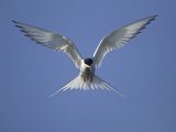 Arctic Tern in Flight Photographic Print by Tim Davis