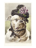 Hand-Colored Postcard of a Bulldog Dressed in a Bonnet Giclee Print