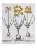 Narcissis Polyanthus Giclee Print by Basil Besler