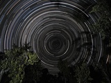 Southern Sky star trails over Banksia Trees. Photographic Print