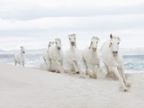 Horses on the beach Impressão fotográfica Horses on the beach Impressão fotográfica