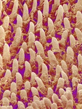 Tongue filiform papillae of a rabbit magnified x300 Photographic Print by Micro Discovery 