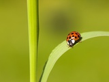 Asian lady beetle on blade of grass Photographie par Frank Lukasseck