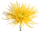 Yellow Chrysanthemum Fuji Flower with Water Droplets Photographic Print by Roderick Chen