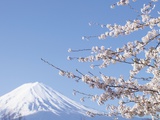 Cherry blossoms and Mt. Fuji, Japan Photographic Print