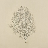Sea Fan Photographie par John Kuss