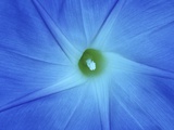 Morning Glory Blossom, Winnipeg, Manitoba, Canada. Photographic Print by Mike Grandmaison
