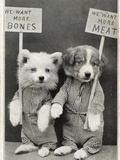 We Want More Bones, We Want More Meat Photographic Print