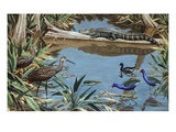 Limpkins on left and gallinules ignore a sluggish alligator Giclee Print by National Geographic Society 