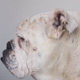Bulldog Photographic Print by Michael Kloth