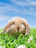Rabbit on grass Photographie