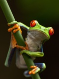 Tree Frog in Costa Rica Photographie par Paul Souders