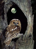Tawny Owl Perched in Tree Below Nearly Full Moon Photographie par George Mccarthy
