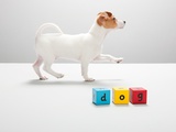 Jack russell puppy and building blocks spelling dog Photographic Print