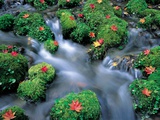 Brook in Forest Photographic Print by Masa-Aki Horimachi
