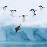 Penguins Jumping into Water Photographic Print by Tim Davis