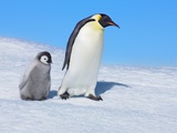Pingüinos emperador Lámina fotográfica por Frank Krahmer