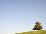 Tree in autumn Photographic Print by Tim Hall