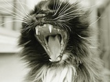 Cat Yawning Impressão fotográfica por Bill Varie Cat Yawning Impressão fotográfica por Bill Varie