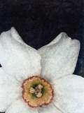 Small Daffodil Photographic Print by David Roseburg