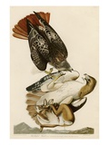 Red-Tailed Hawk Giclee Print by John James Audubon