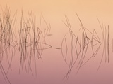 Hardsten Bulrush (scirpus Acutus) Manitoulin Island, Lake Mindemoya, Ontario, Canada Valokuvavedos tekijänä Don Johnston Hardsten Bulrush (scirpus Acutus) Manitoulin Island, Lake Mindemoya, Ontario, Canada Valokuvavedos tekijänä Don Johnston