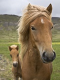 Mary Ellen Mcquay - Horses, mare and colt, near Husafell, West Iceland - Fotografik Baskı Mary Ellen Mcquay - Horses, mare and colt, near Husafell, West Iceland - Fotografik Baskı
