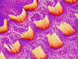Sensory hair of inner ear (rat) Photographic Print by Micro Discovery 