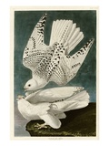 Iceland or Jer Falcon Giclee Print by John James Audubon