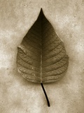 Poinsettia Leaf Photographic Print by John Kuss