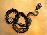 Complete Fossil of Large Snake Impressão fotográfica por Jonathan Blair