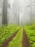 Old forest road running through towering redwood trees Photographic Print by William Manning