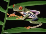 Red-Eyed Leaf Frog Photographic Print