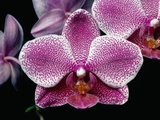 Flowers of Phalaenopsis Hawaiian Chieftess 'Nuuanu' Orchid Photographic Print by Eric Crichton