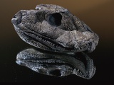 Fossil Skull of Ancient Amphibian Photographie par Jonathan Blair