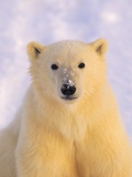 Polar Bear Yearling Photographic Print by John Conrad