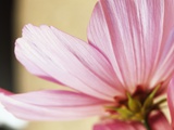 Cosmos Photographic Print by David Roseburg