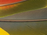 Detail of Scarlet Macaw Feathers Fotografie-Druck von Stuart Westmorland