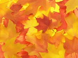 Fall Colored Maple Leaves Photographic Print by Tom Grill