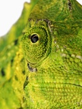 Eyes of a Meller's Chameleon Photographic Print by Martin Harvey