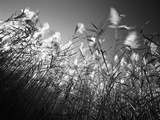 In the Field Photographic Print by Chip Forelli