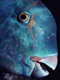 Steepheaded Parrotfish in Great Barrier Reef Photographic Print by Jeffrey L. Rotman