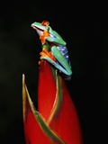 Red-Eyed Tree Frog Lámina fotográfica por Robert Marien