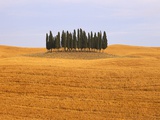 Cluster of Cypress Trees Photographic Print by Sergio Pitamitz