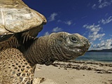 Giant Tortoise on the Beach Photographic Print by Martin Harvey