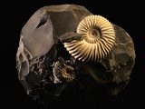 Early Cretaceous Period Fossil Photographic Print by Layne Kennedy
